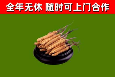 河南省回收散虫草