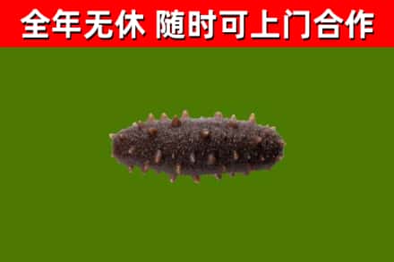 河南省回收海参干